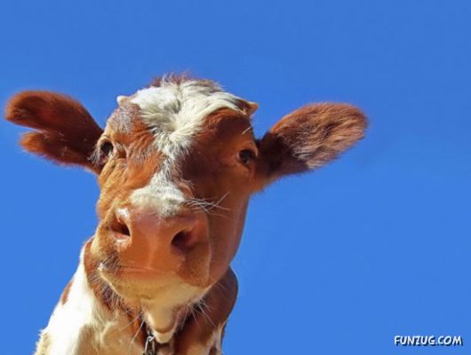 Cute And Funny Animals Photography