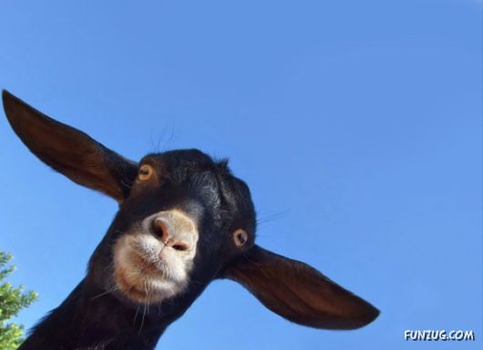 Cute And Funny Animals Photography