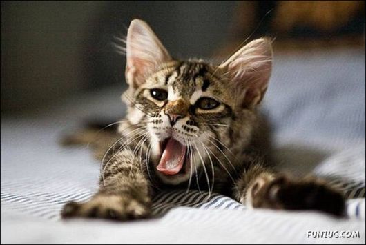 Very Cute Kittens Yawning