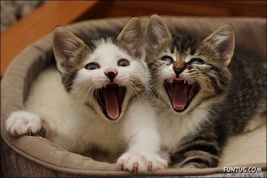 Very Cute Kittens Yawning