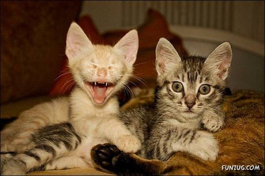 Very Cute Kittens Yawning