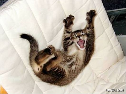 Very Cute Kittens Yawning