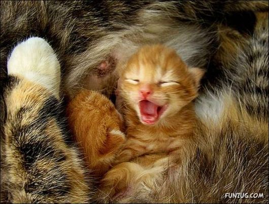 Very Cute Kittens Yawning