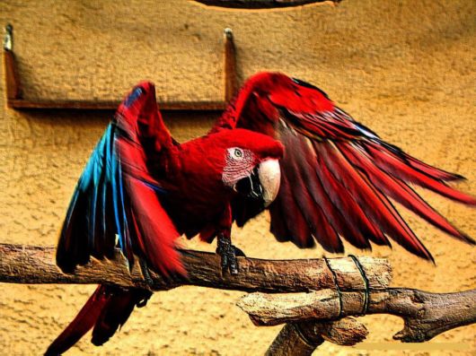 Cute Colorful Parrots Around the World