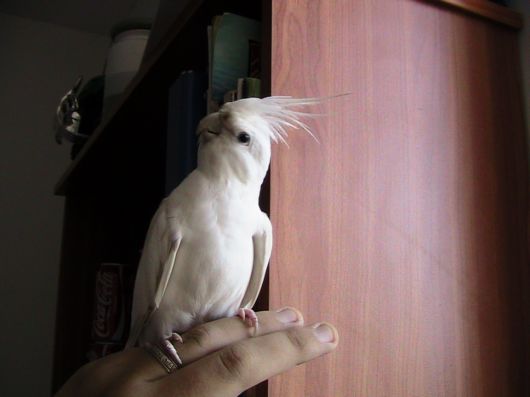 Cute Colorful Parrots Around the World