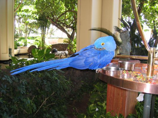 Cute Colorful Parrots Around the World