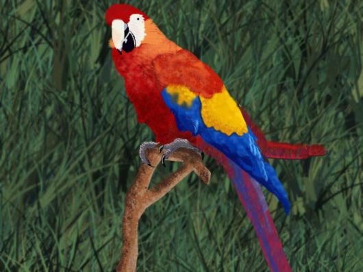 Cute Colorful Parrots Around the World