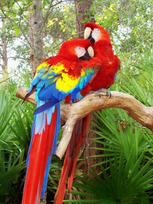 Cute Colorful Parrots Around the World