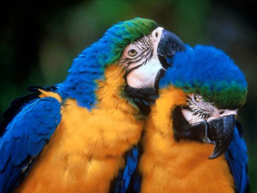 Cute Colorful Parrots Around the World