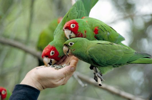 Cute Colorful Parrots Around the World