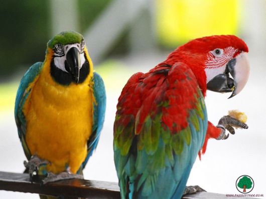 Cute Colorful Parrots Around the World
