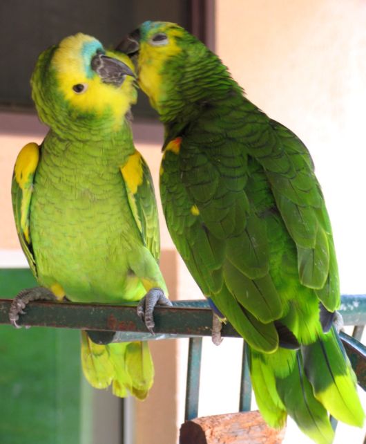 Cute Colorful Parrots Around the World