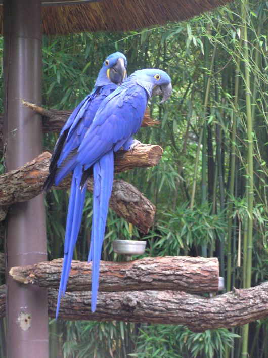 Cute Colorful Parrots Around the World