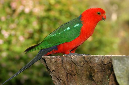 Cute Colorful Parrots Around the World