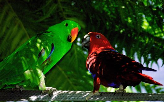 Cute Colorful Parrots Around the World