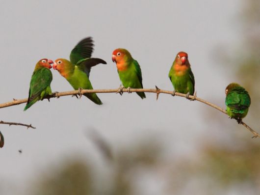 Cute Colorful Parrots Around the World