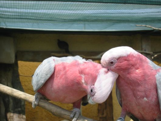 Cute Colorful Parrots Around the World