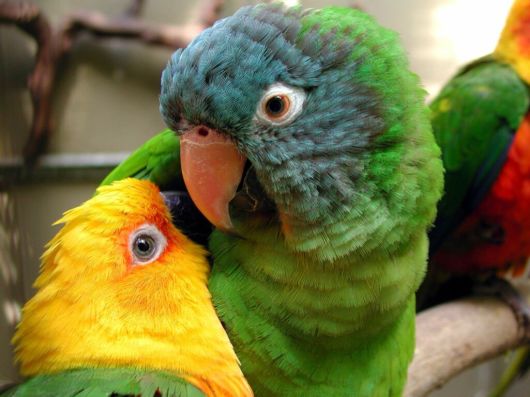 Cute Colorful Parrots Around the World