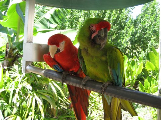 Cute Colorful Parrots Around the World