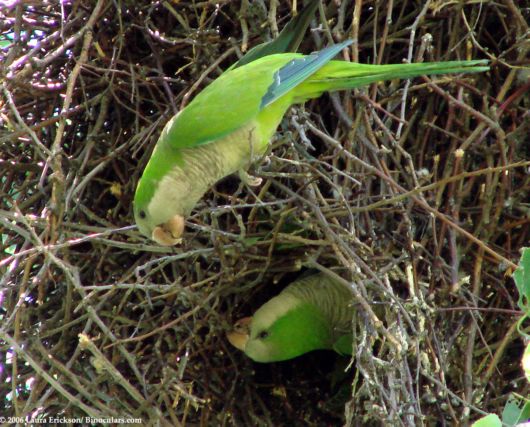Cute Colorful Parrots Around the World