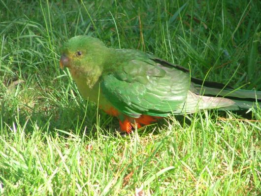 Cute Colorful Parrots Around the World