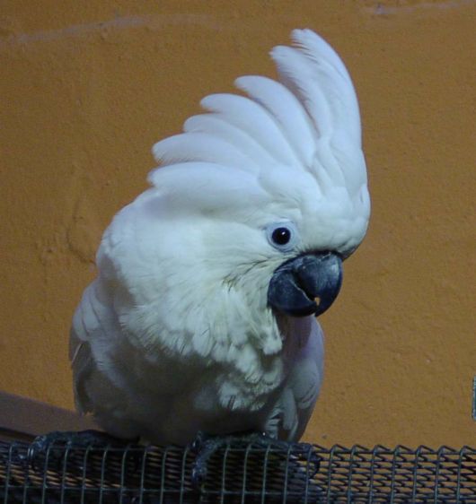 Cute Colorful Parrots Around the World