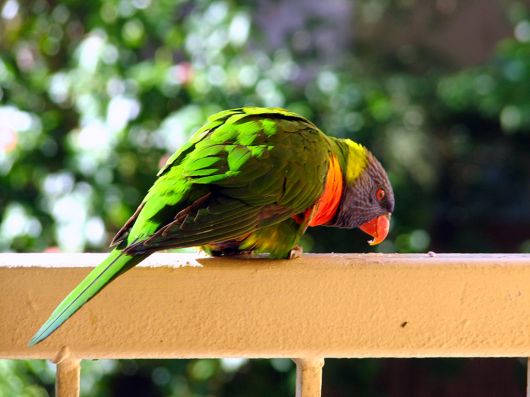 Cute Colorful Parrots Around the World