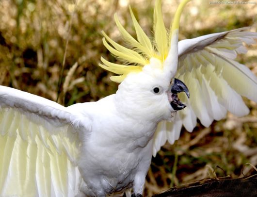 Cute Colorful Parrots Around the World