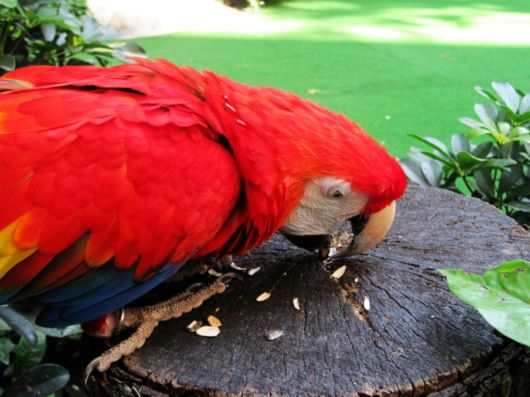 Cute Colorful Parrots Around the World