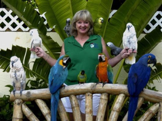 Cute Colorful Parrots Around the World