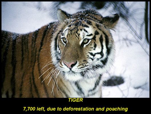 Endangered Wild Animals Photography