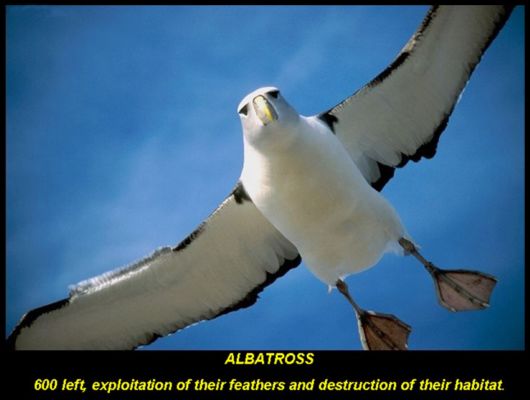 Endangered Wild Animals Photography