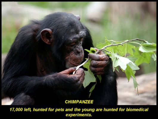 Endangered Wild Animals Photography