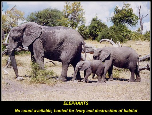 Endangered Wild Animals Photography