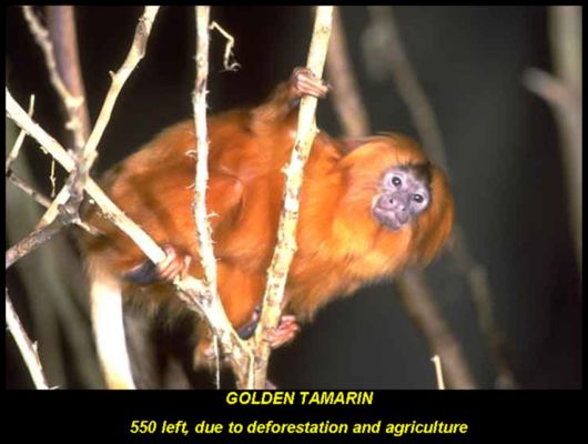 Endangered Wild Animals Photography