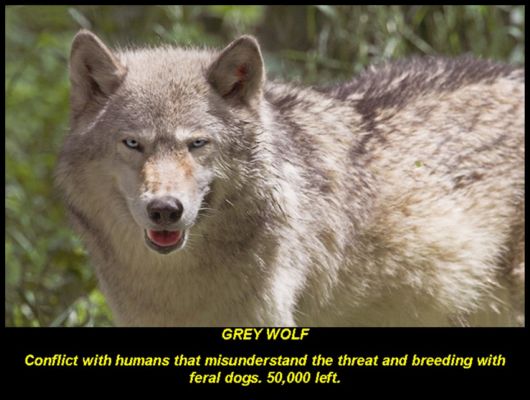 Endangered Wild Animals Photography