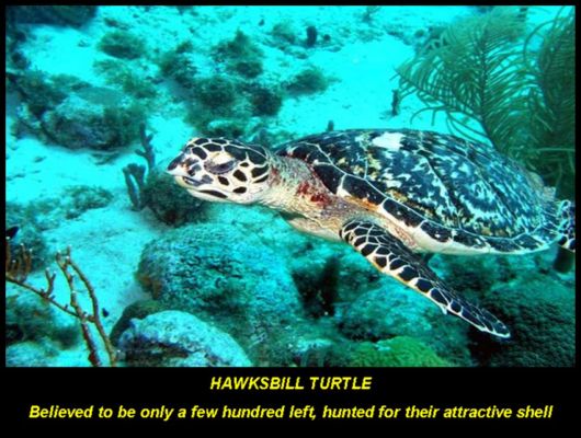 Endangered Wild Animals Photography