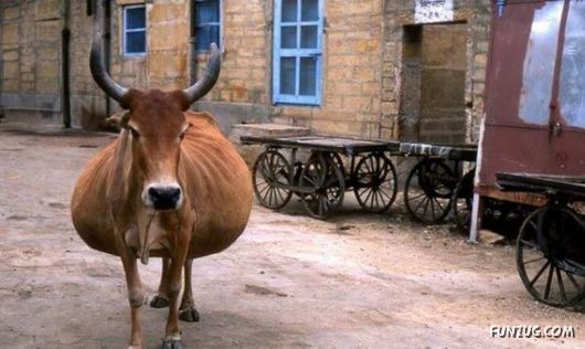 European Animals with Obesity