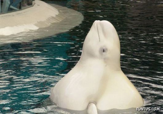 European Animals with Obesity