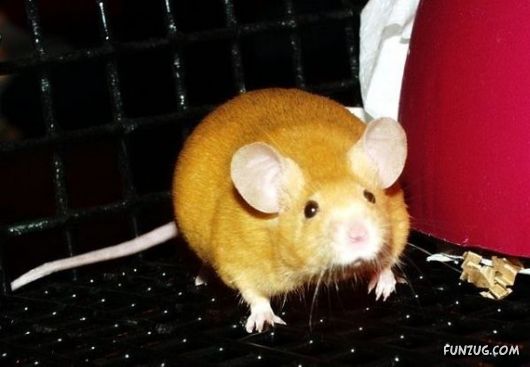 European Animals with Obesity