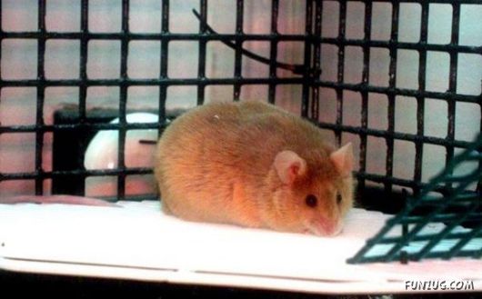 European Animals with Obesity