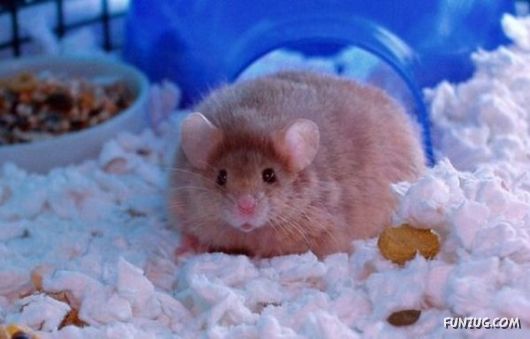 European Animals with Obesity