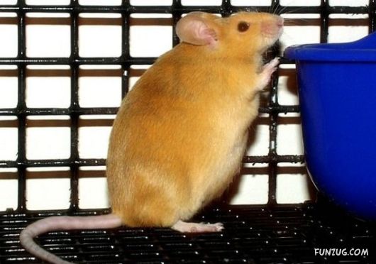 European Animals with Obesity