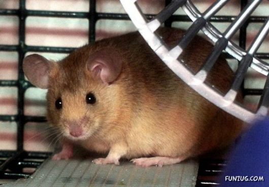 European Animals with Obesity