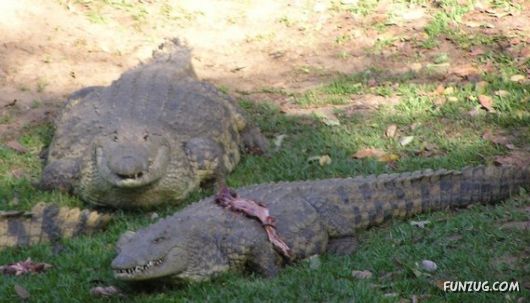 European Animals with Obesity