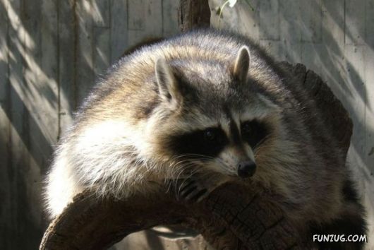 European Animals with Obesity