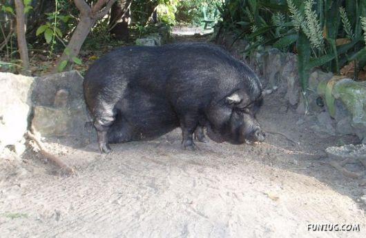 European Animals with Obesity