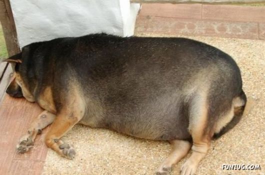 European Animals with Obesity