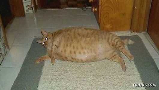 European Animals with Obesity