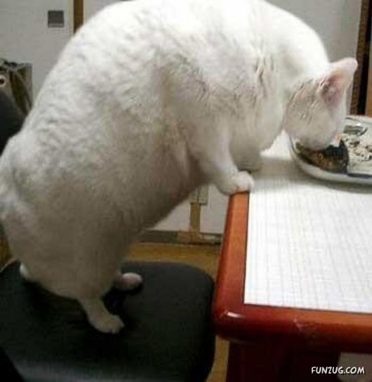 European Animals with Obesity